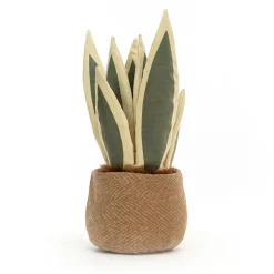 Outlet Amuseables Snake Plant